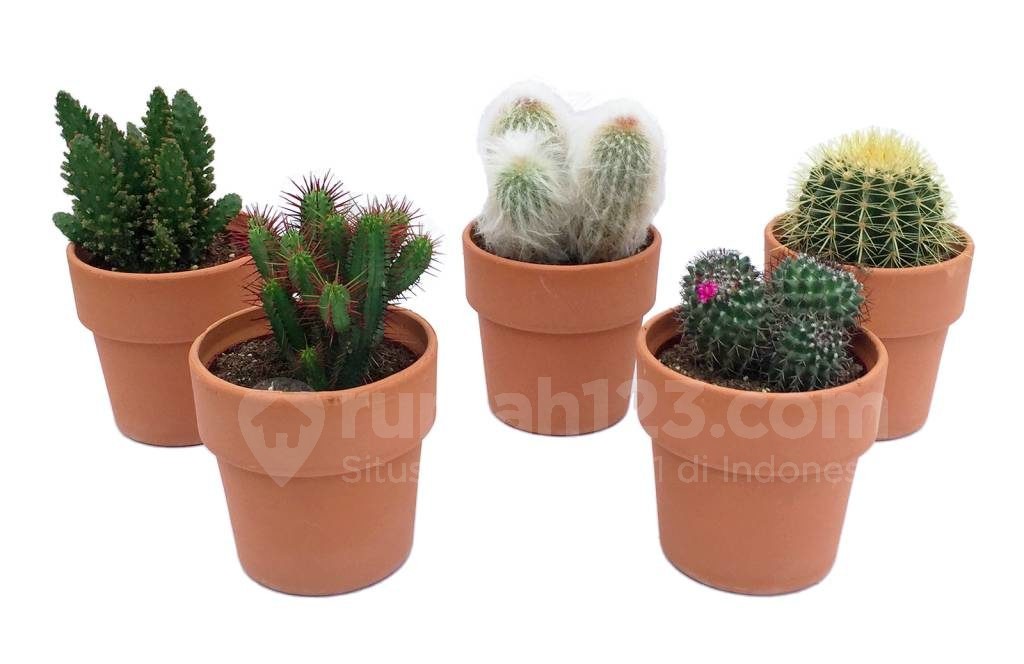 8 Cara Merawat Kaktus Mini, Tanaman Kecil yang Mempercantik Rumah
