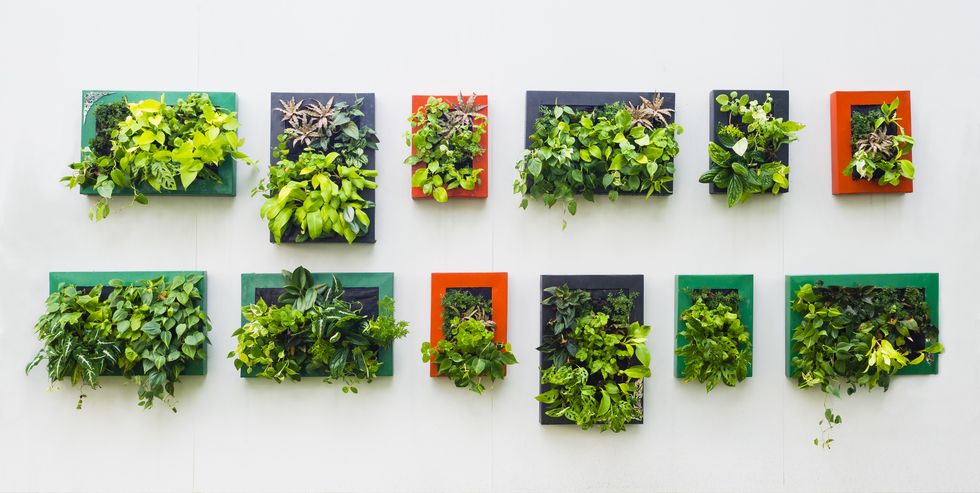 tanaman di rumah tanaman di rumah