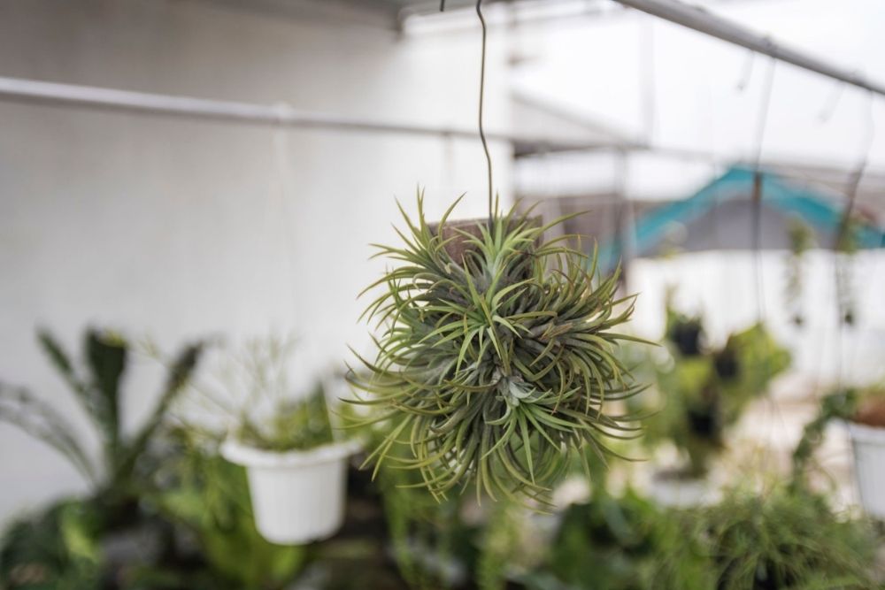 Pasang Air Plant Pasang Air Plant