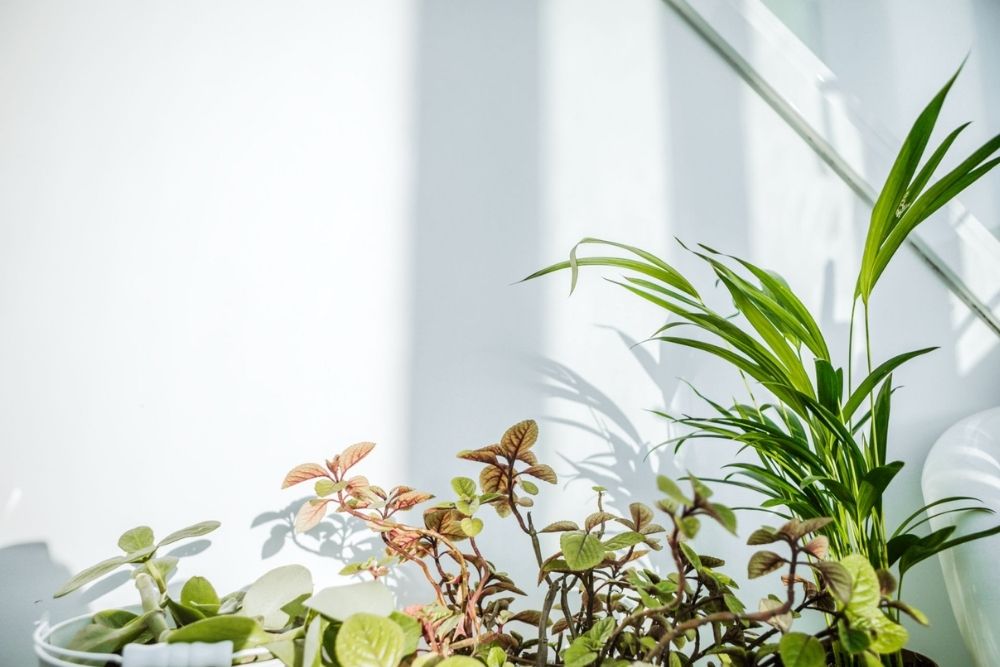 Percantik Teras dengan Monstera Percantik Teras dengan Monstera