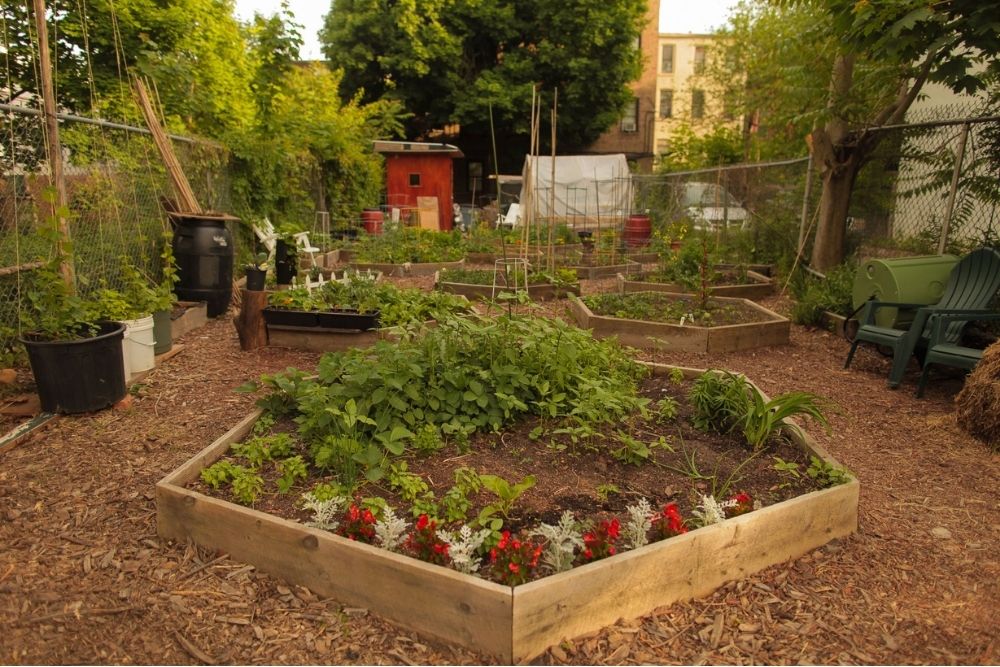 Vegetables Garden Vegetables Garden