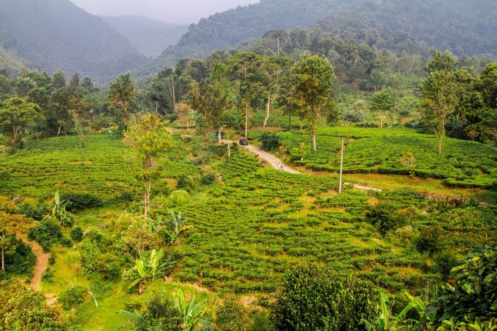 Sekilas tentang Puncak Sekilas tentang Puncak