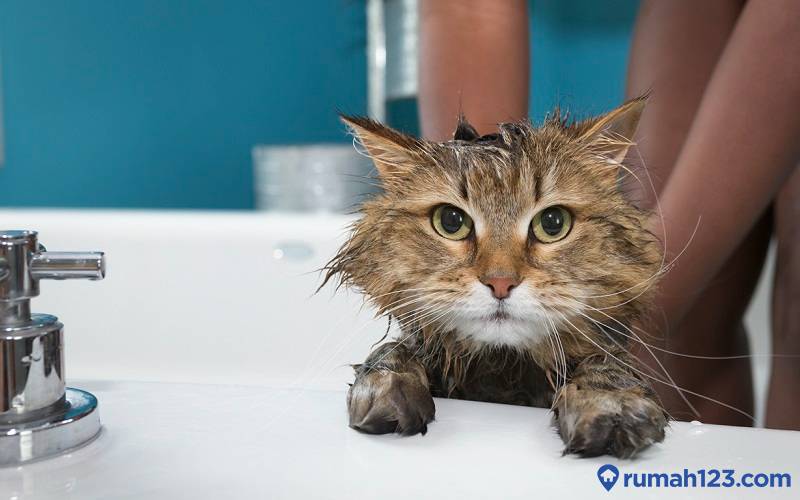 Berapa Kali Memandikan Kucing