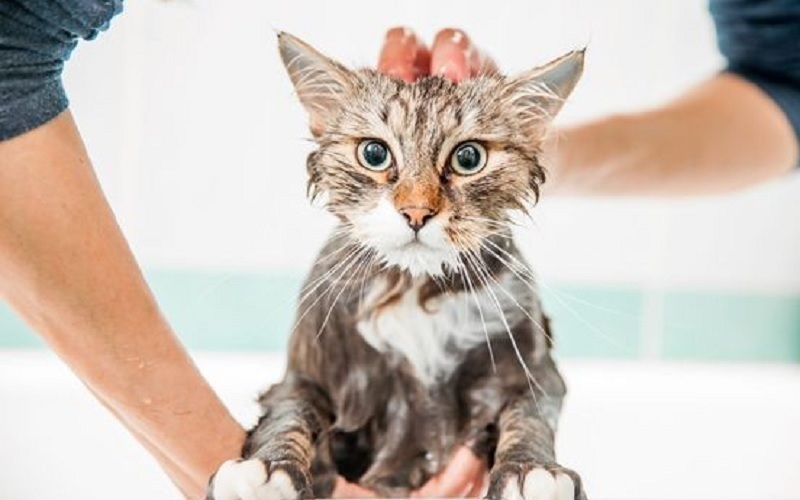 Berapa Kali Memandikan Kucing