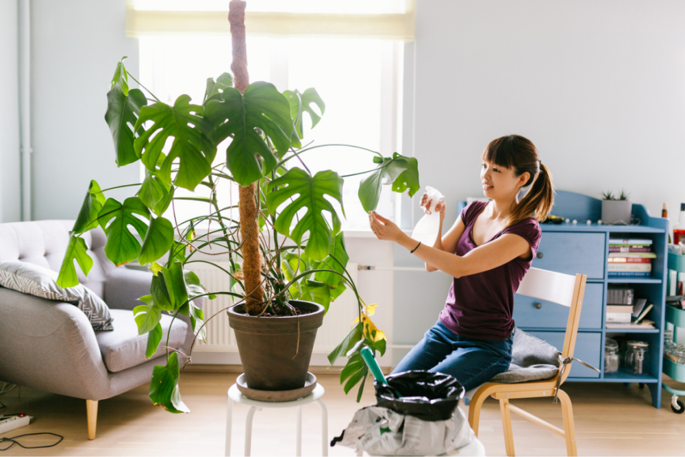 Beri Sentuhan Tanaman Beri Sentuhan Tanaman