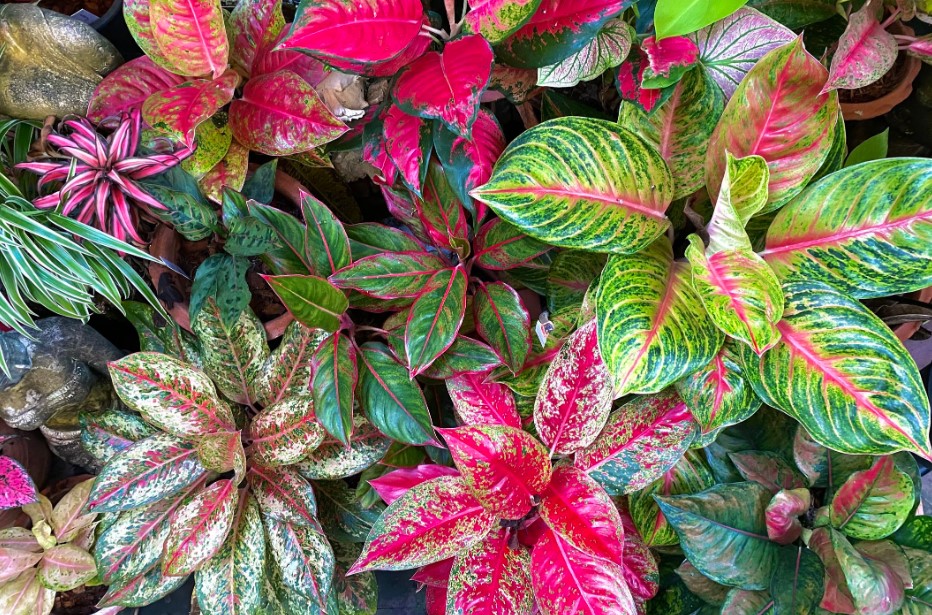 Jenis Tanaman Untuk Taman Depan Rumah Aglaonema Jenis Tanaman Untuk Taman Depan Rumah Aglaonema