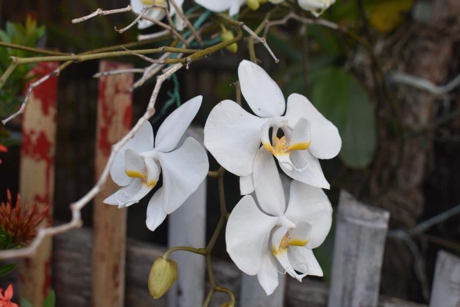 Jenis Tanaman Untuk Taman Depan Rumah Anggrek Jenis Tanaman Untuk Taman Depan Rumah Anggrek