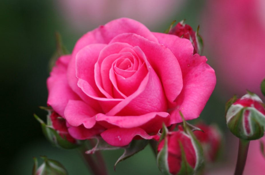 Jenis Tanaman Untuk Taman Depan Rumah Mawar Jenis Tanaman Untuk Taman Depan Rumah Mawar