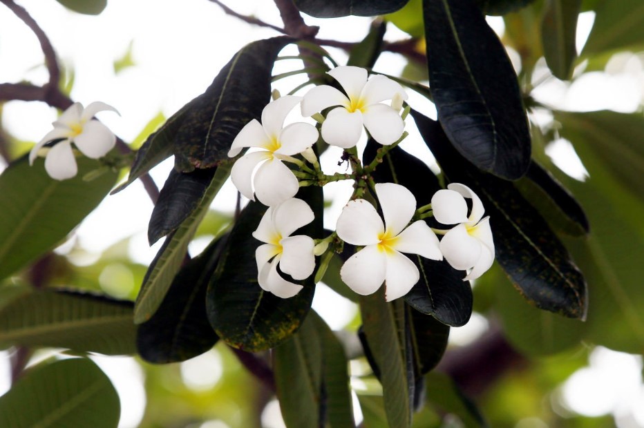 Jenis Tanaman Untuk Taman Depan Rumah Pohon Kamboja Jenis Tanaman Untuk Taman Depan Rumah Pohon Kamboja