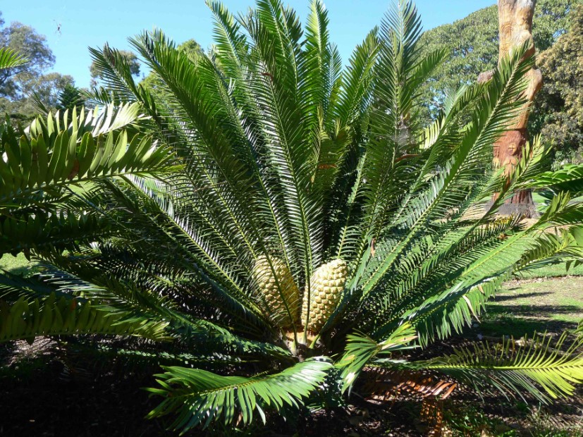 Jenis Tanaman Untuk Taman Depan Rumah Pohon Sikas Jenis Tanaman Untuk Taman Depan Rumah Pohon Sikas