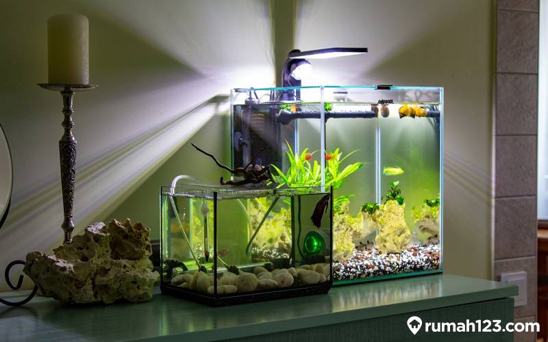 Cara Pasang Filter Aquarium di Rumah yang Benar