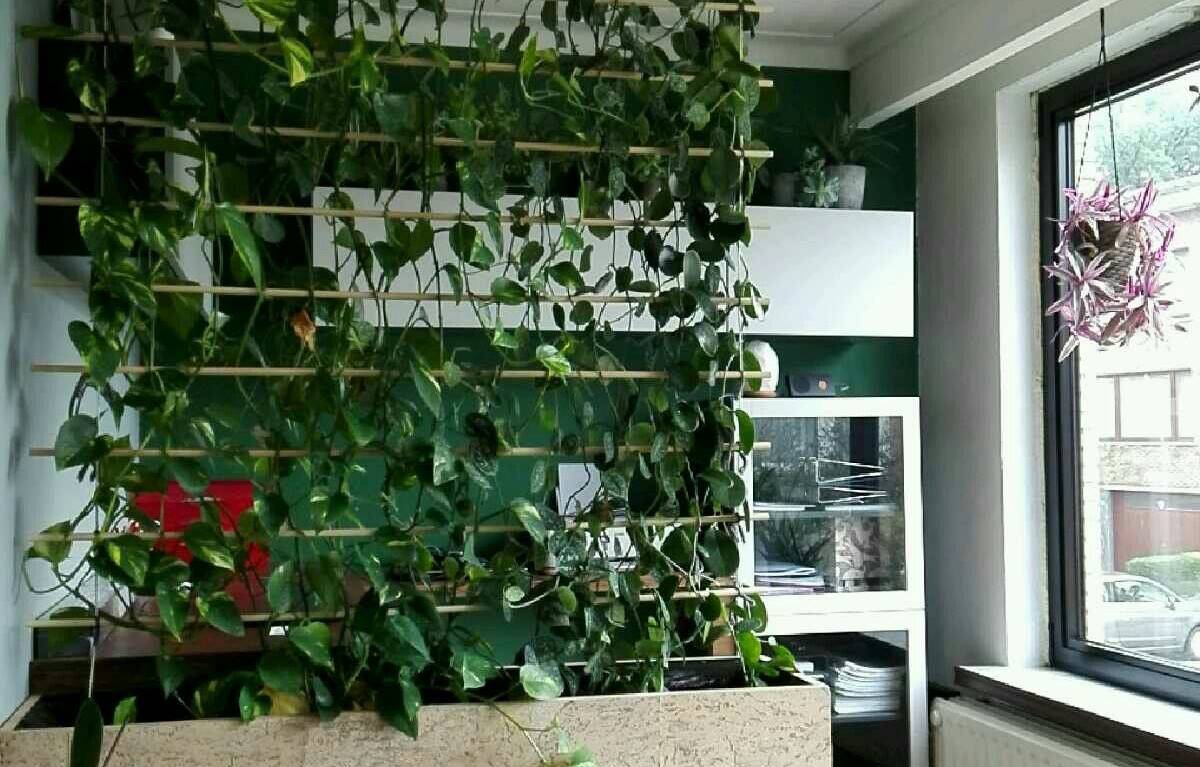 Sekat Dapur dan Ruang Keluarga dengan Tanaman Hias