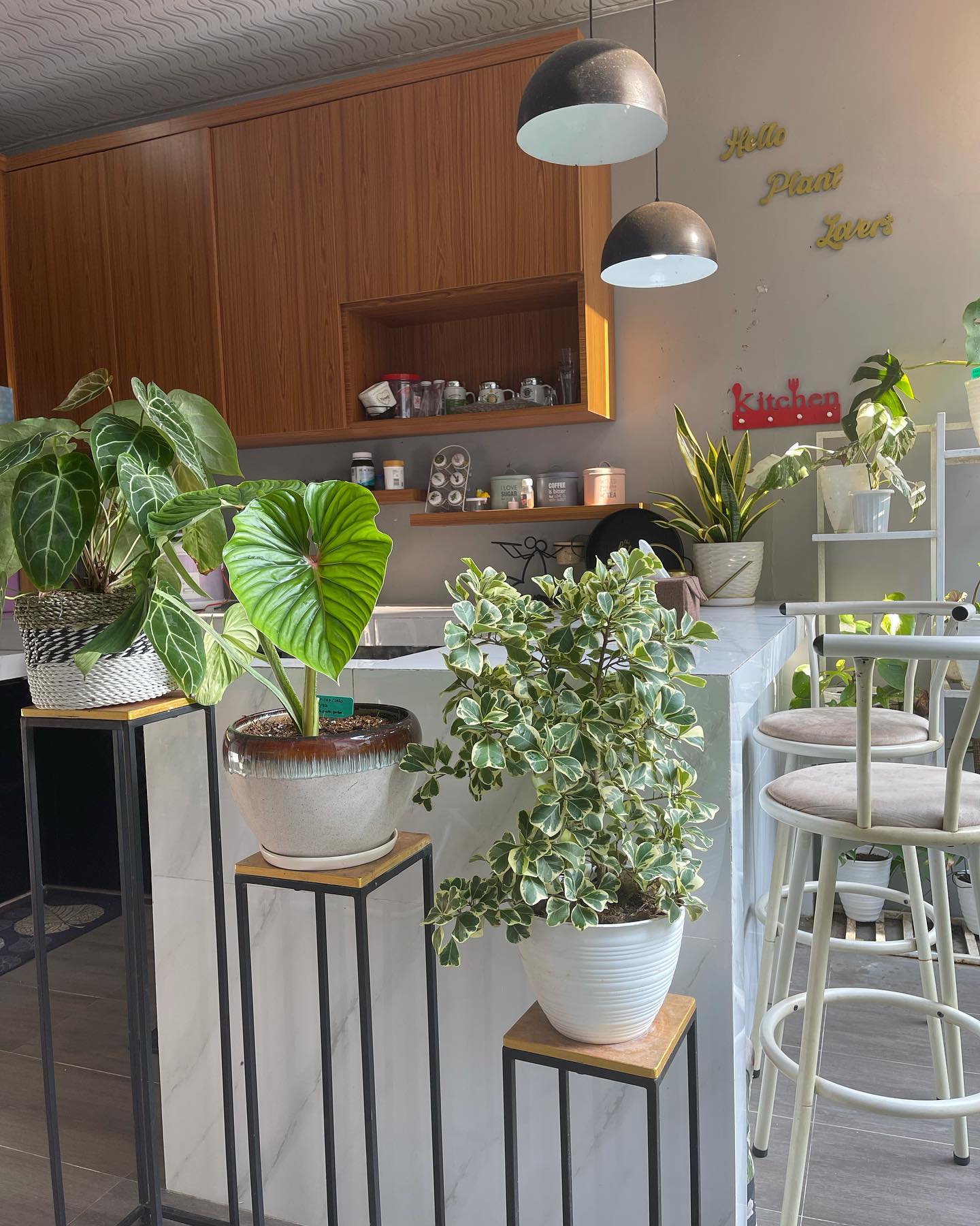 2. Desain Dapur Terbuka Tipe 36 dengan Tanaman Hias