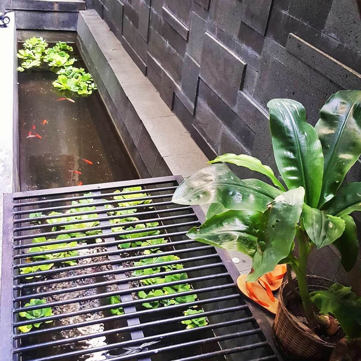 model kolam ikan minimalis konsep parit di lahan sempit