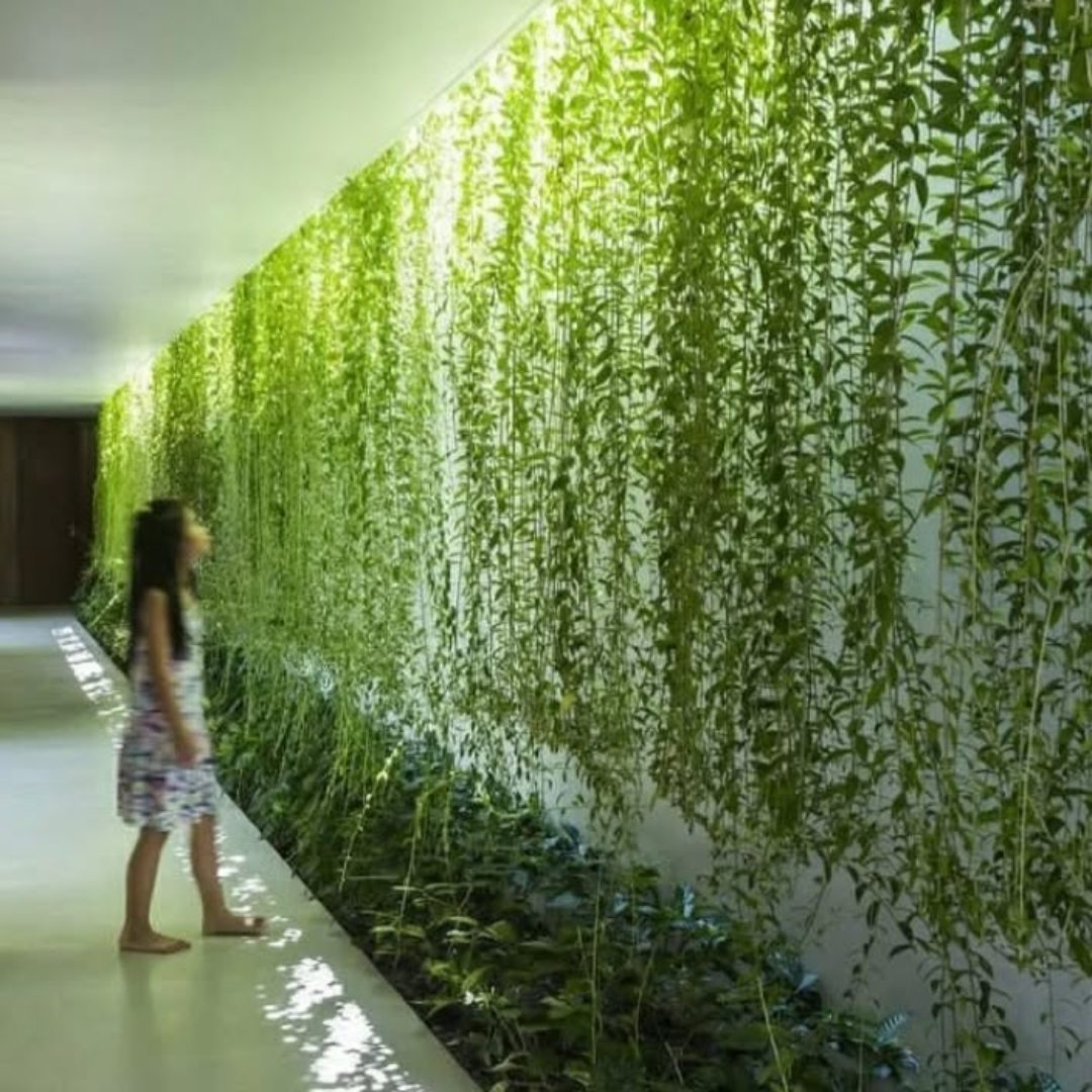 tanaman lee kwan yew di koridor