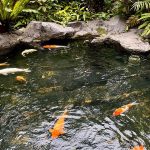 15 Rekomendasi Model Kolam Ikan Mini Depan Rumah yang Estetik dan Unik
