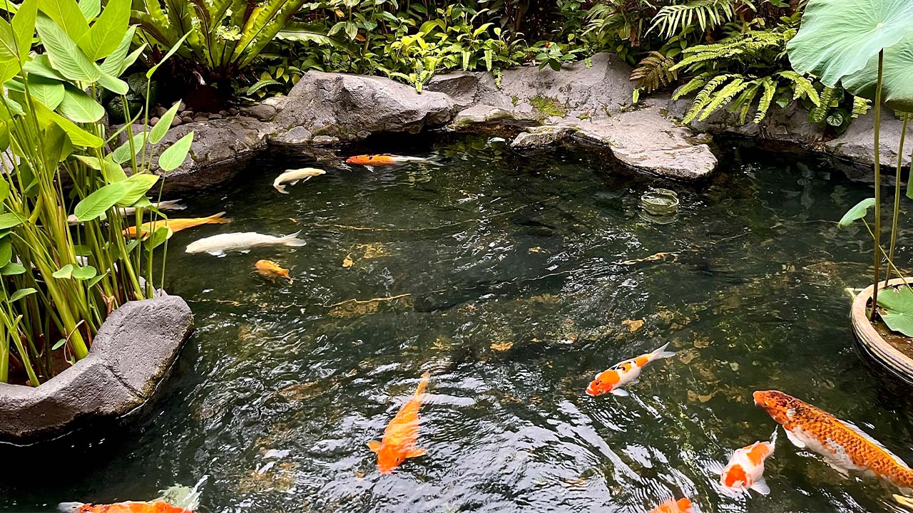 rekomendasi desain kolam ikan mini depan rumah terbaik