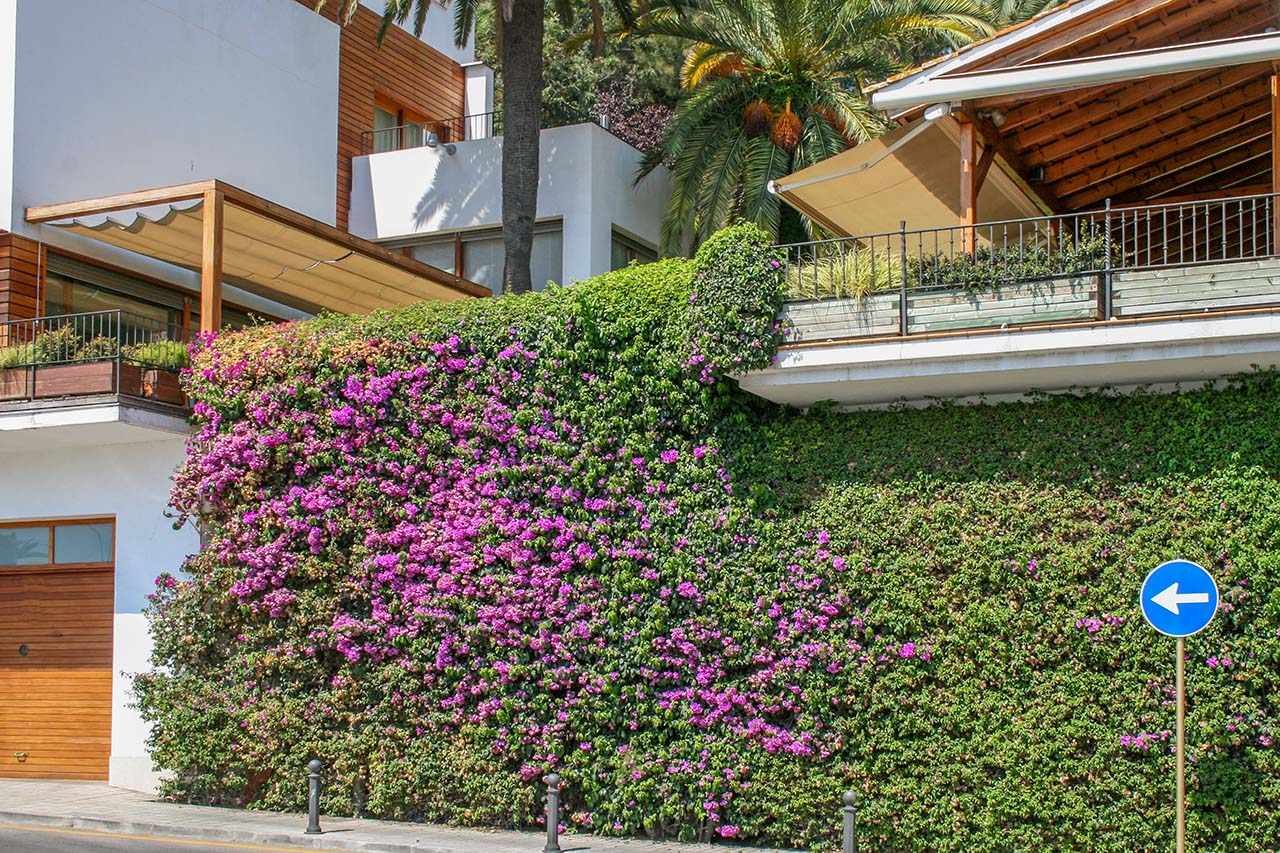 jenis tanaman rambat dinding tembok