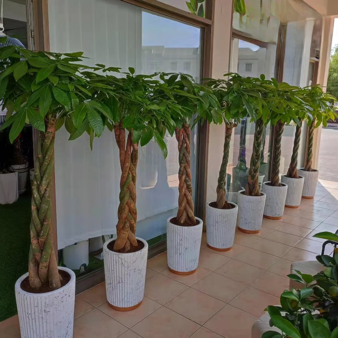 money tree