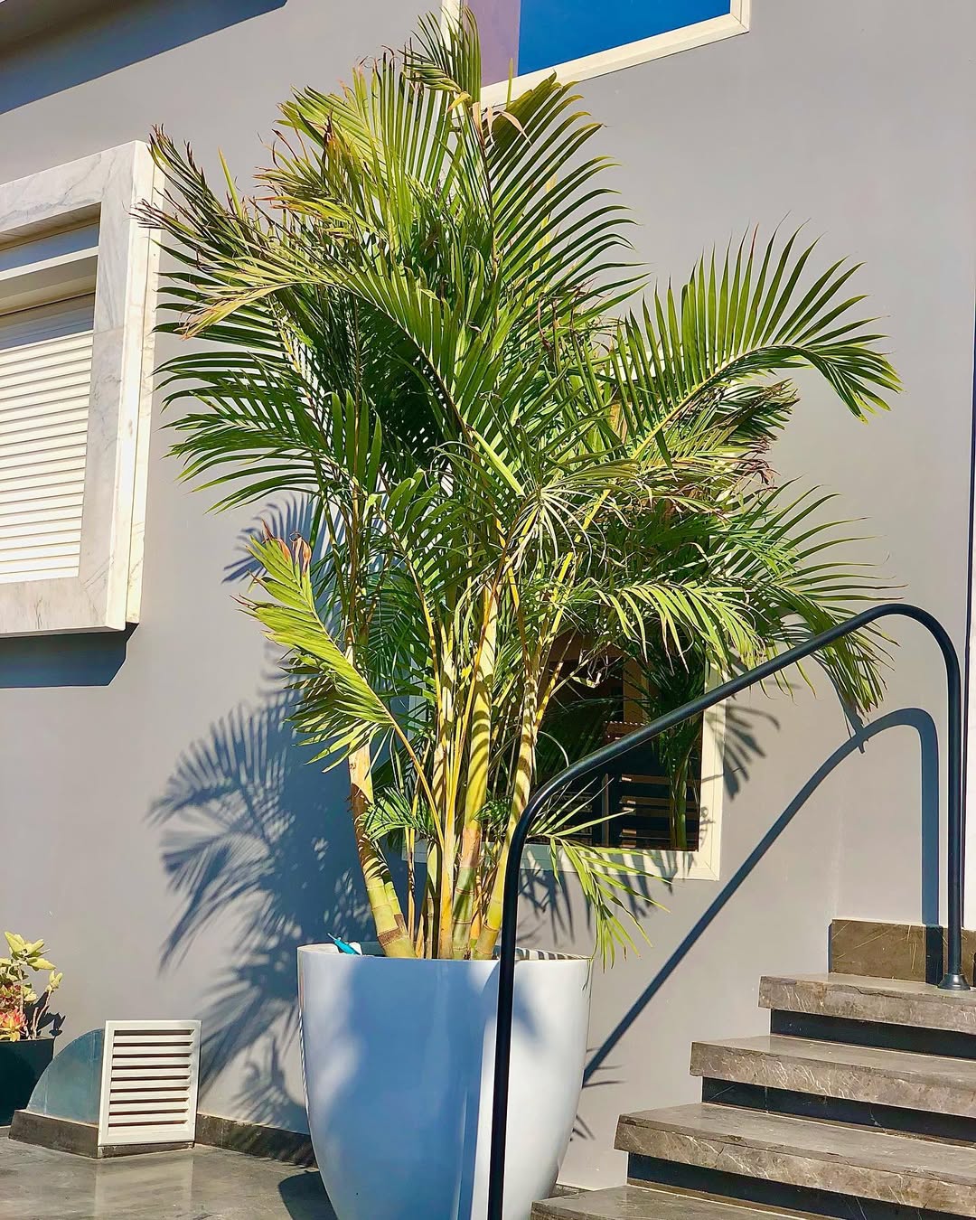 tanaman yang cocok di depan rumah menurut feng shui, areca palm