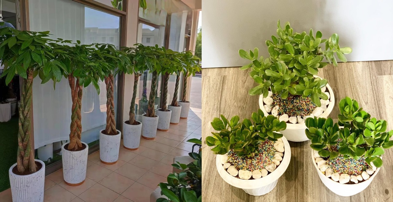 7 Tanaman yang Cocok di Depan Rumah Menurut Feng Shui