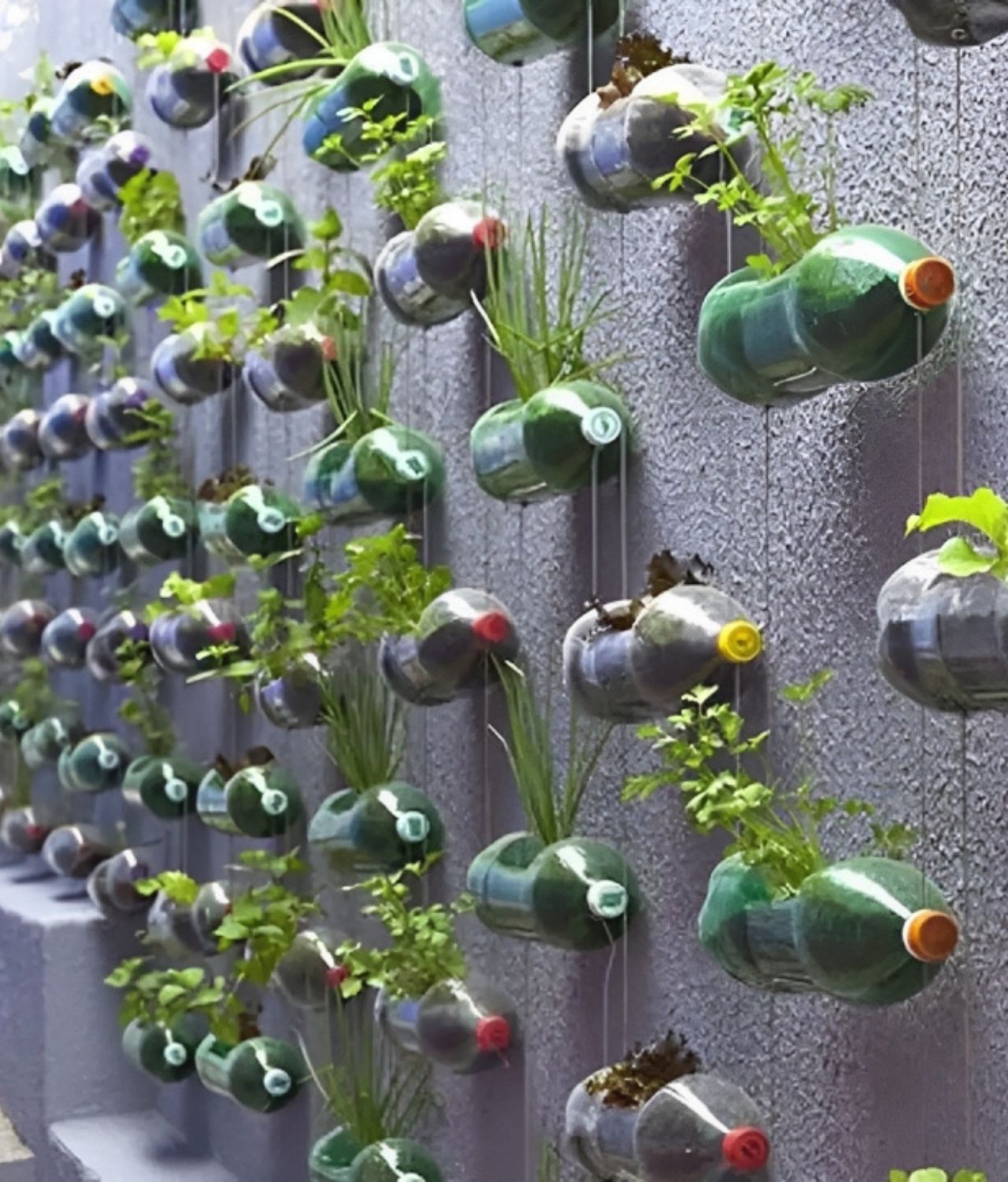Vertical Garden Botol Bekas