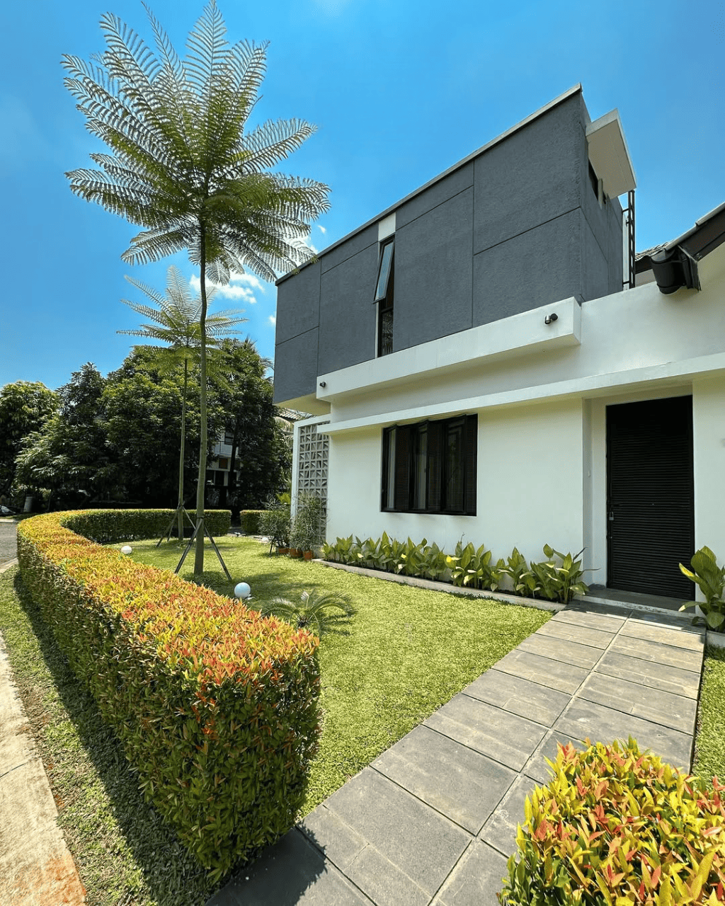 tanaman pagar tahan panas, pucuk merah tanaman pagar tahan panas, pucuk merah