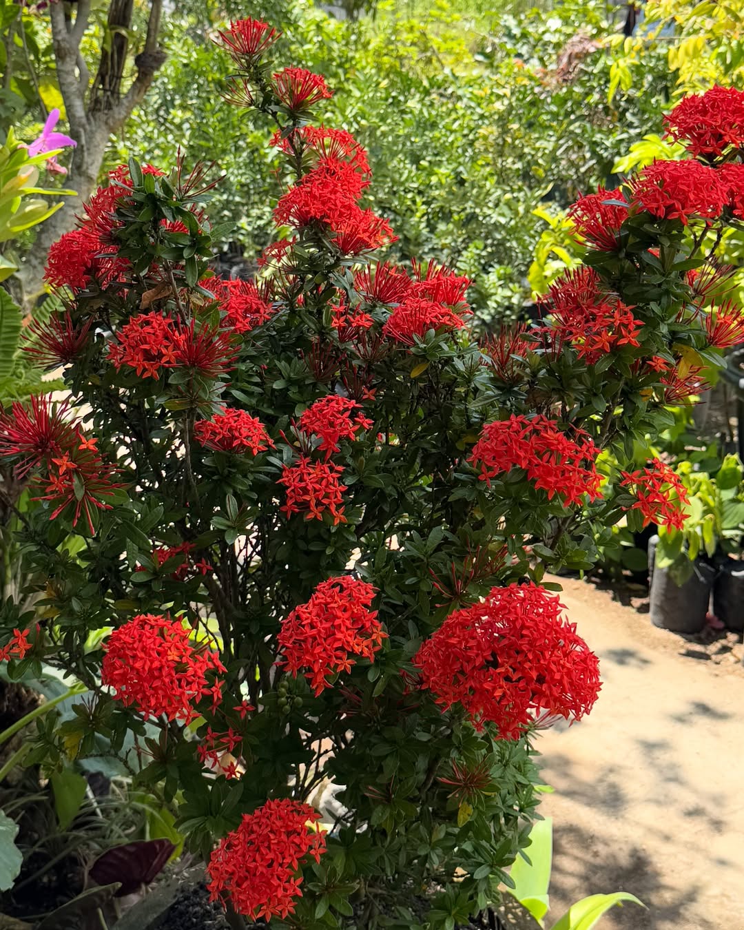 tanaman hias pagar tahan panas, soka tanaman hias pagar tahan panas, soka