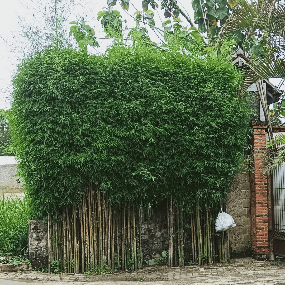 bambu jepang bambu jepang