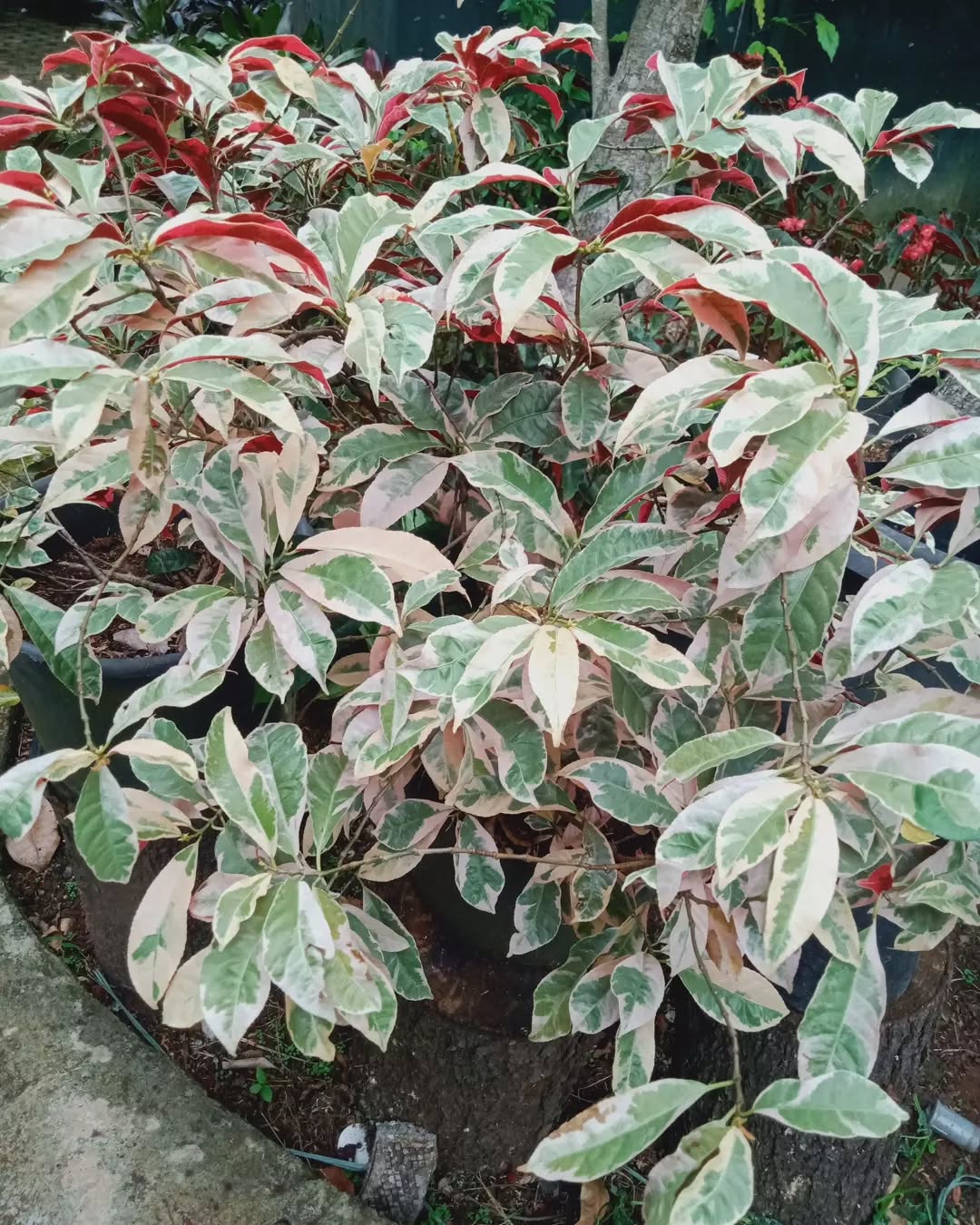 tanaman pagar tahan panas, sambang darah tanaman pagar tahan panas, sambang darah