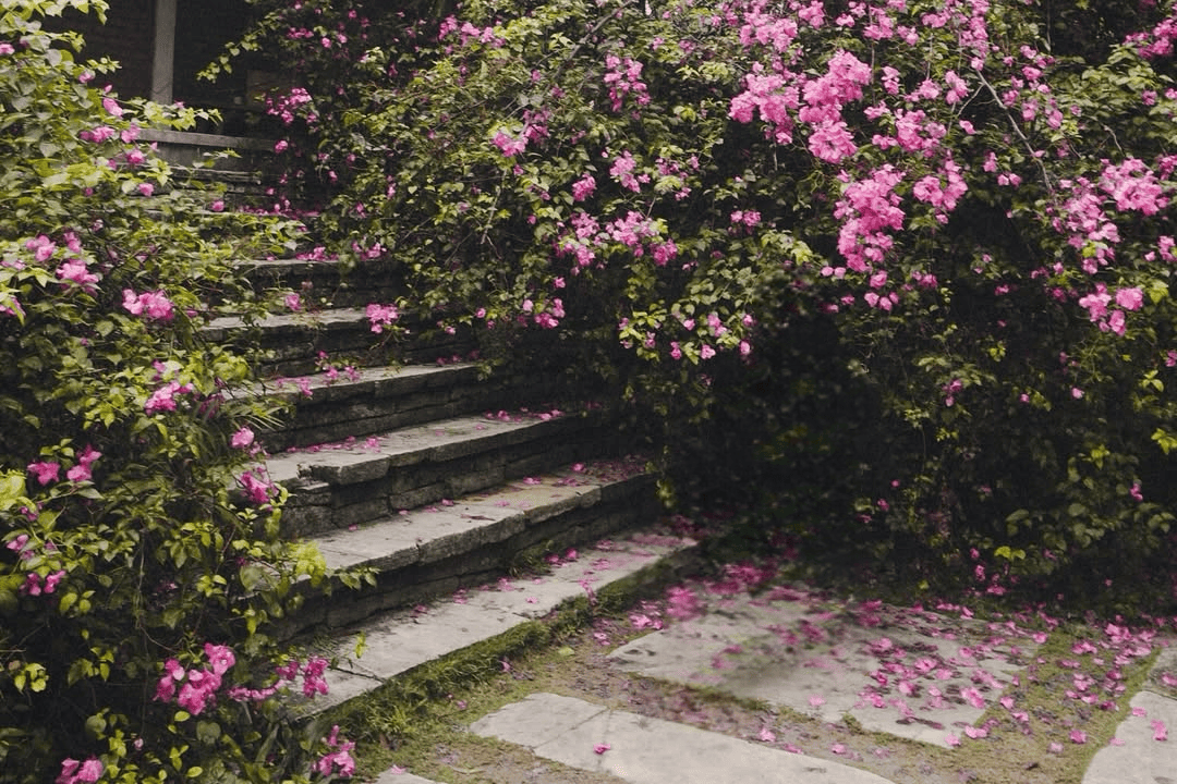 tanaman hias pagar tahan panas, bougenville tanaman hias pagar tahan panas, bougenville