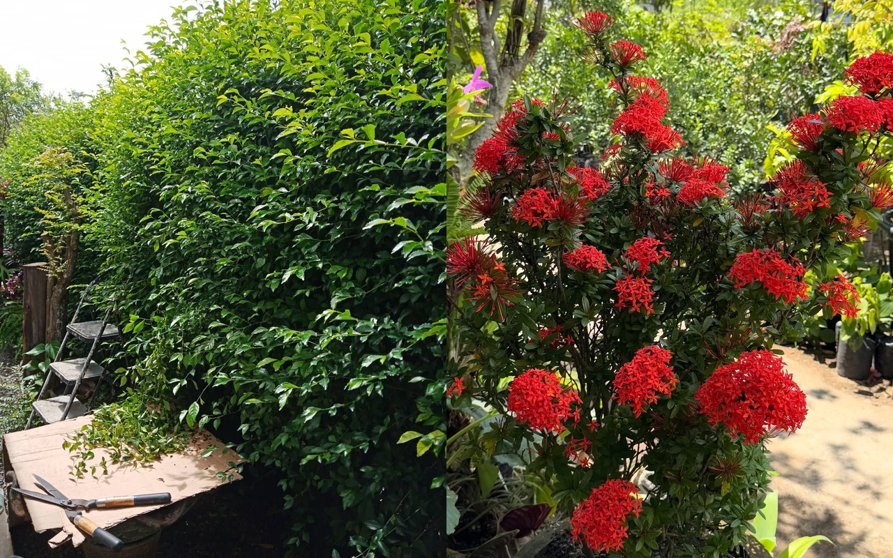 tanaman pagar tahan panas tanaman pagar tahan panas