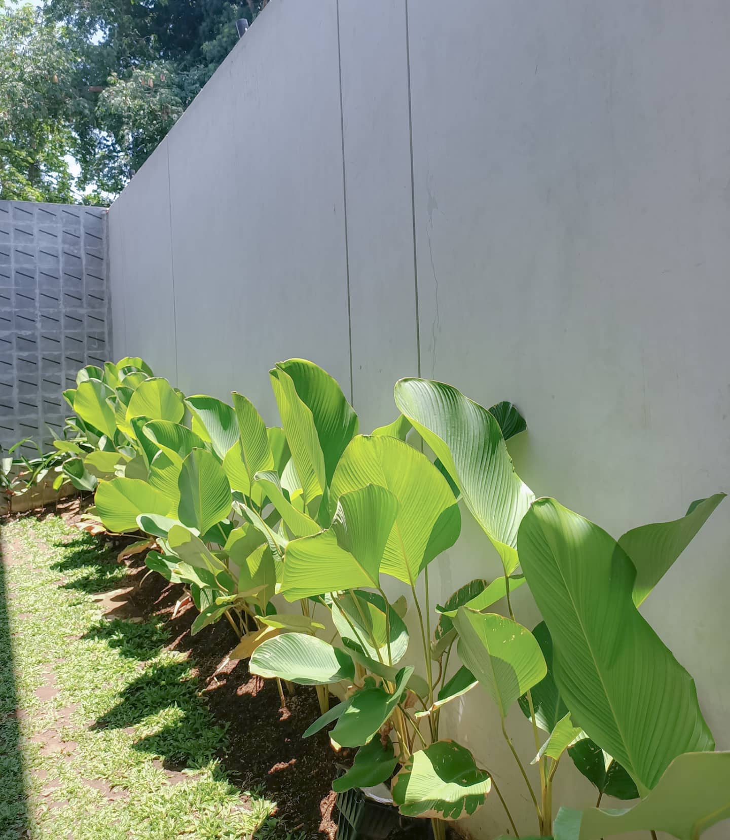 3. Desain Taman Samping Rumah dengan Tanaman Pisang-pisangan