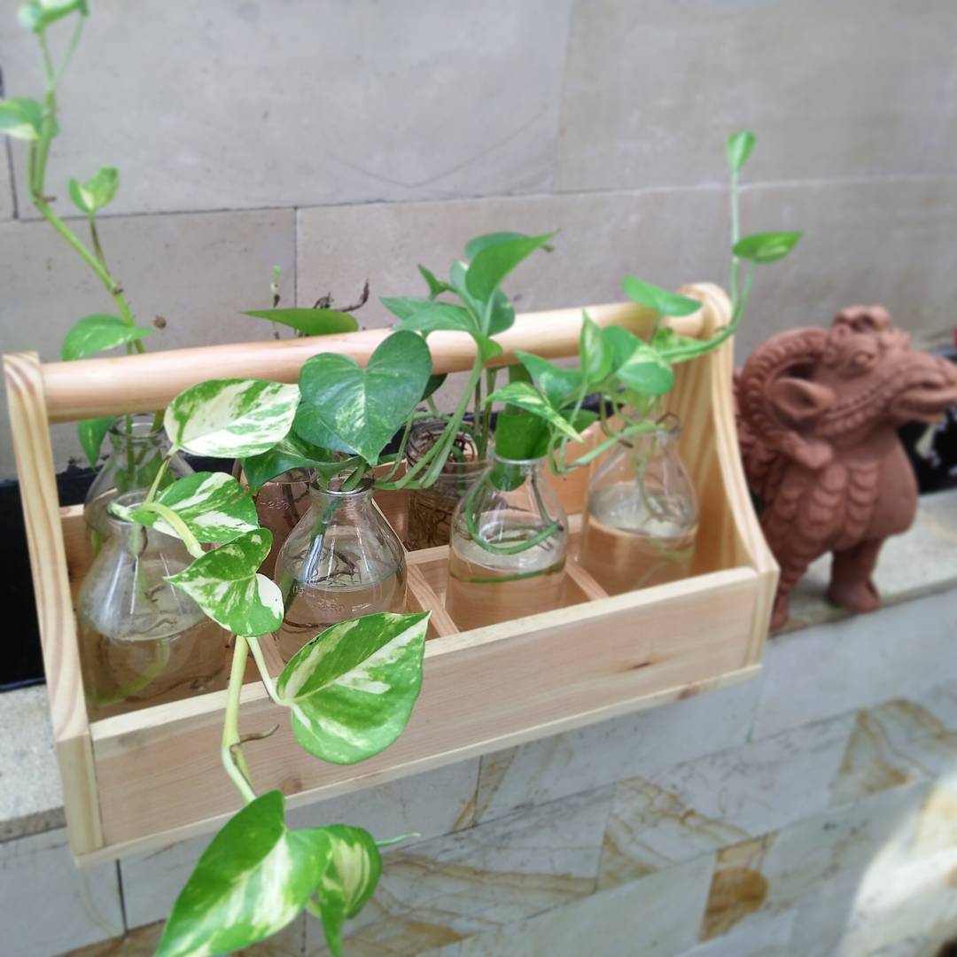 tanaman hias yang mudah ditanam dan cepat tumbuh, sirih gading tanaman hias yang mudah ditanam dan cepat tumbuh, sirih gading