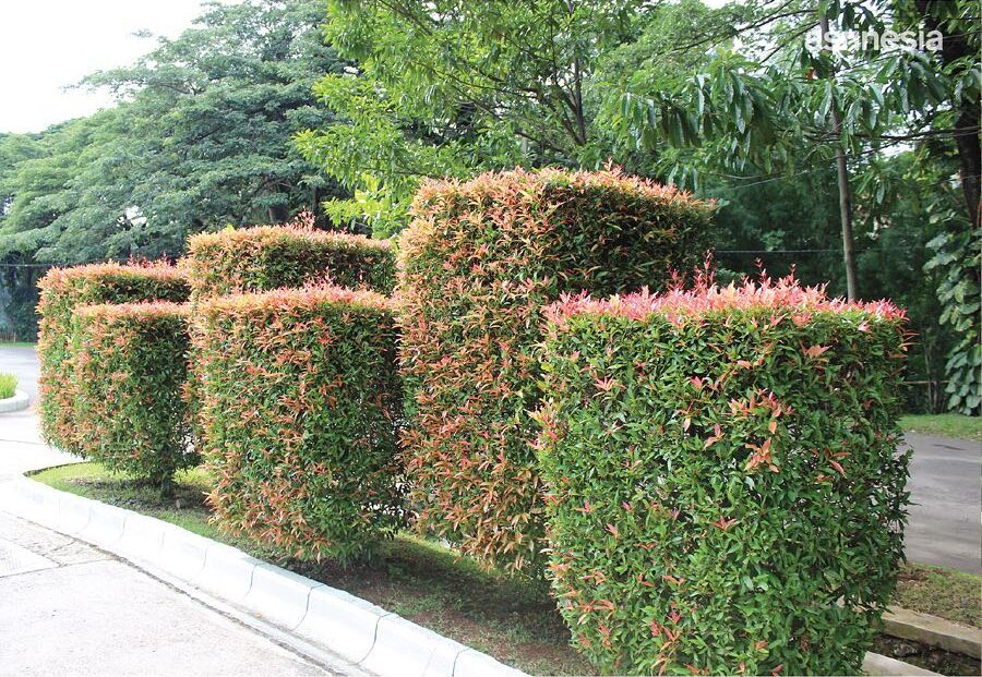 tanaman pagar yang cepat tumbuh tanaman pagar yang cepat tumbuh