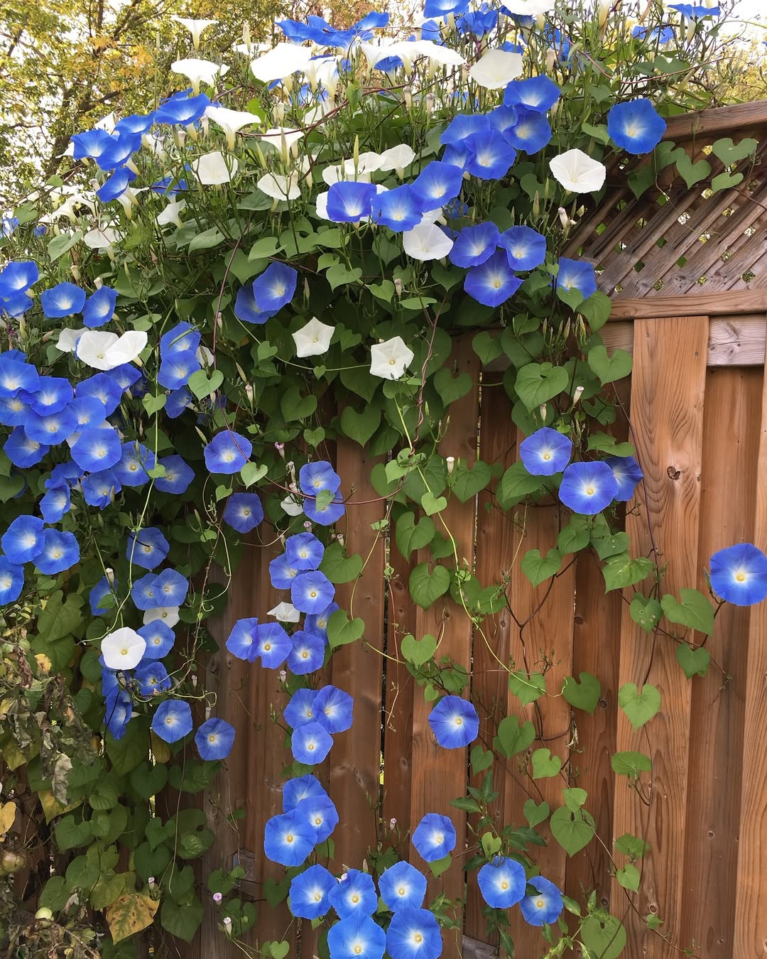 tanaman merambat yang cepat tumbuh tanaman merambat yang cepat tumbuh