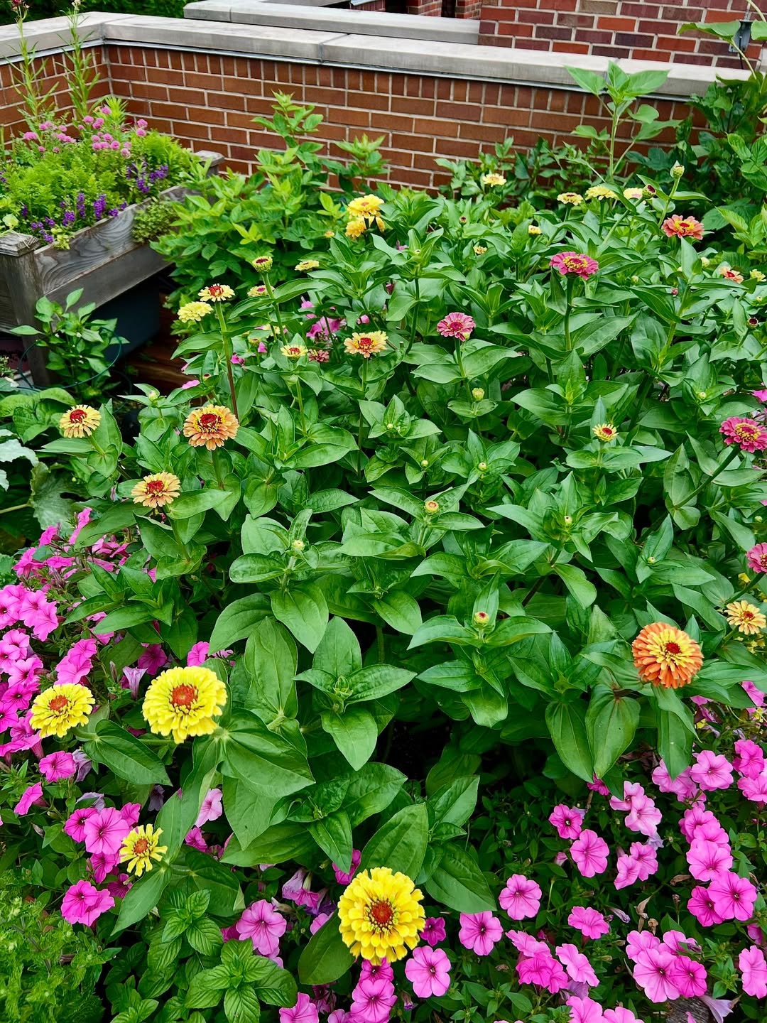 tanaman bunga yang mudah ditanam dan cepat tumbuh tanaman bunga yang mudah ditanam dan cepat tumbuh