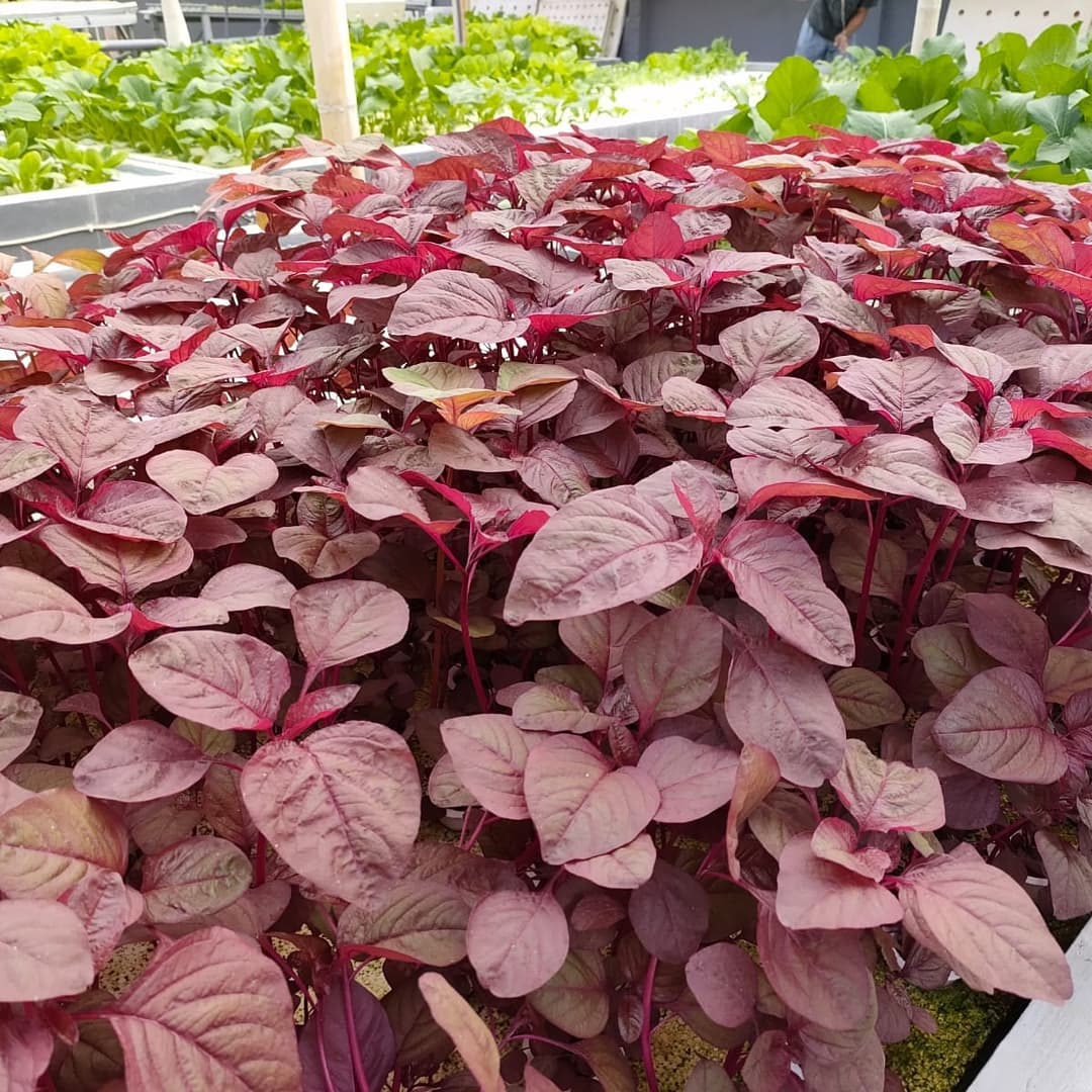 tanaman yang cepat tumbuh dalam 3 hari tanaman yang cepat tumbuh dalam 3 hari
