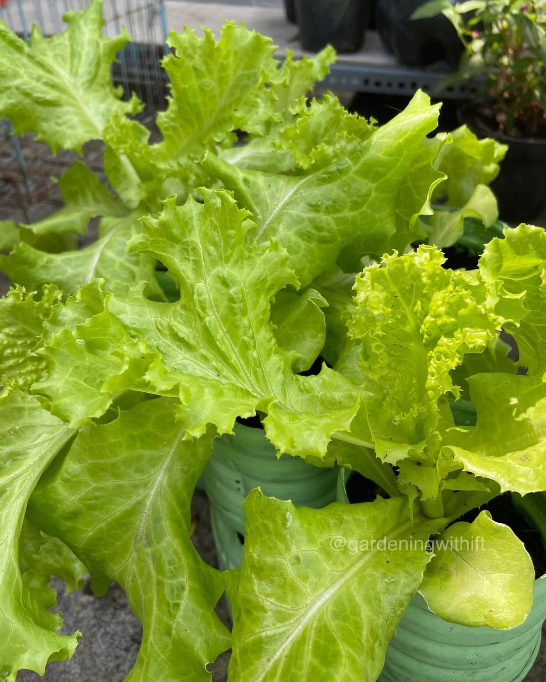 tanaman yang cepat tumbuh dalam 1 minggu