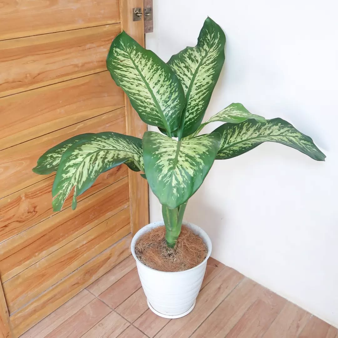 tanaman pembawa rezeki di depan rumah, sri rejeki