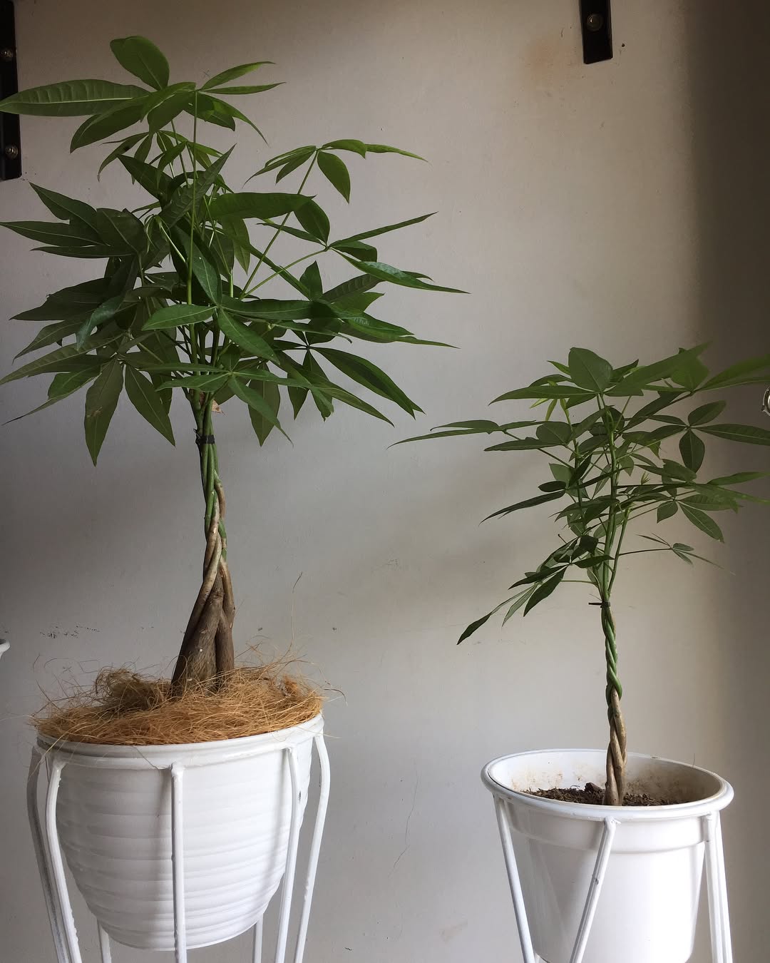 tanaman pembawa rezeki di depan rumah, pohon uang