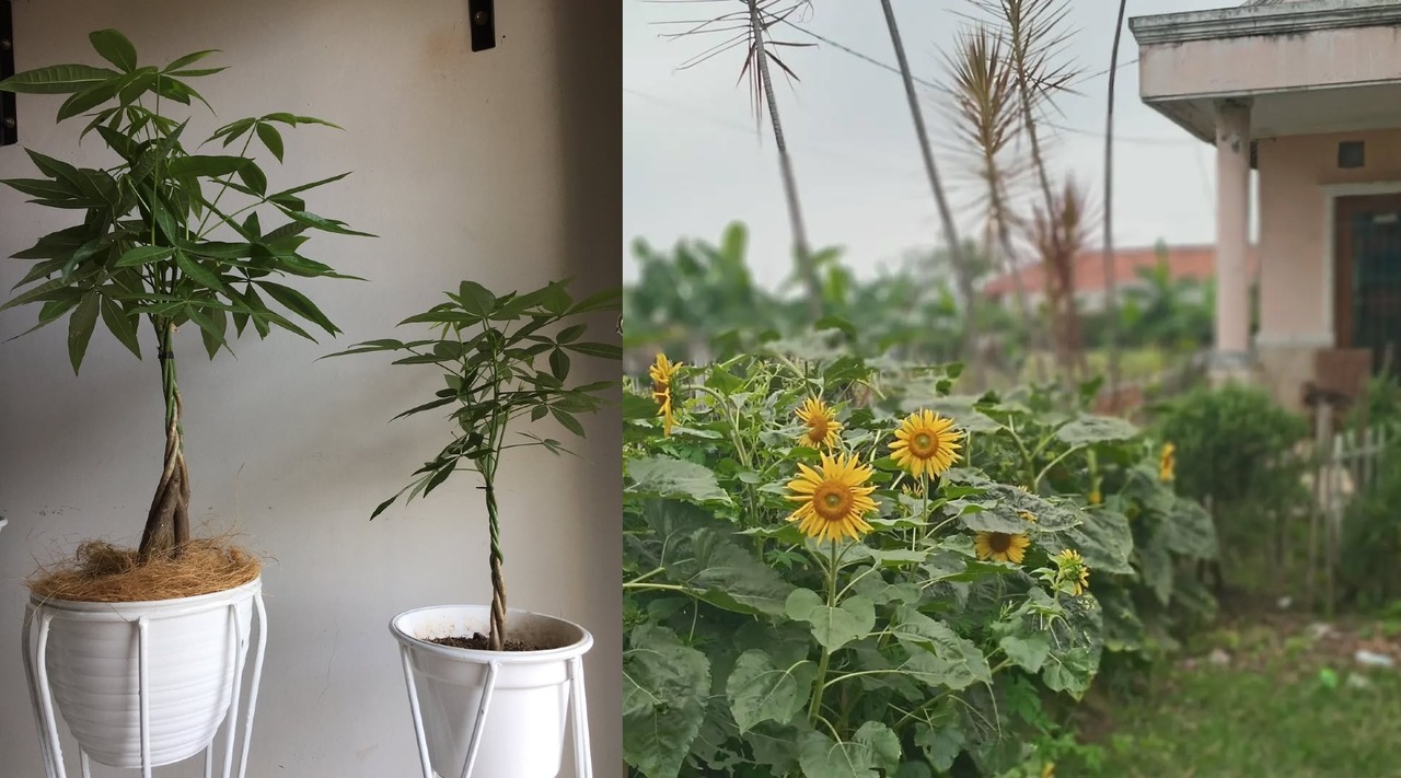 tanaman pembawa rezeki di depan rumah