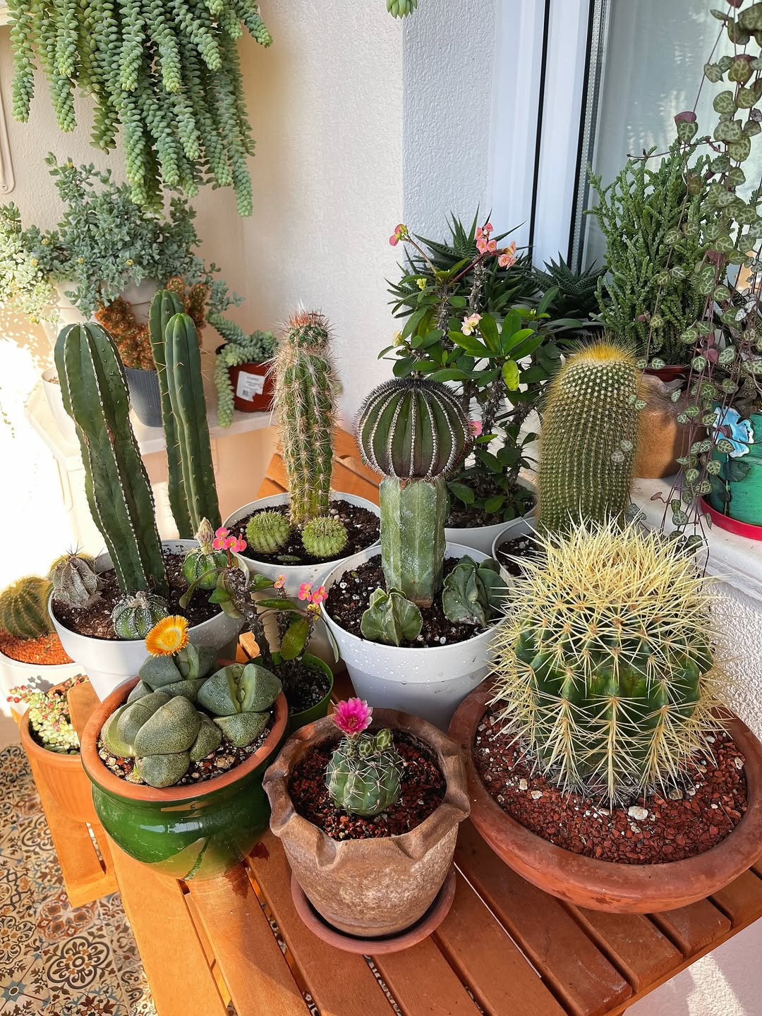 tanaman hias yang tahan panas matahari