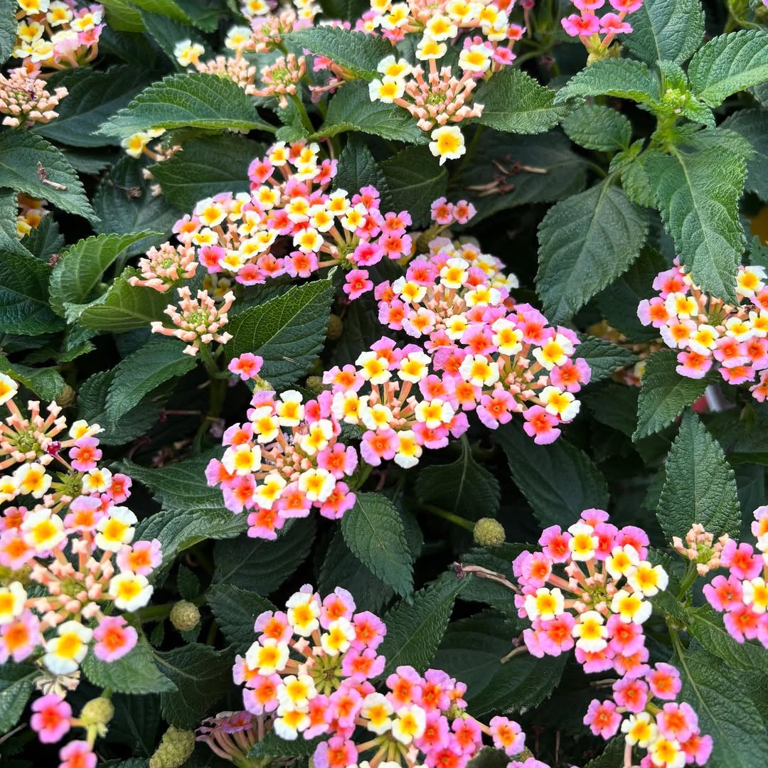 tanaman hias bunga yang tahan panas