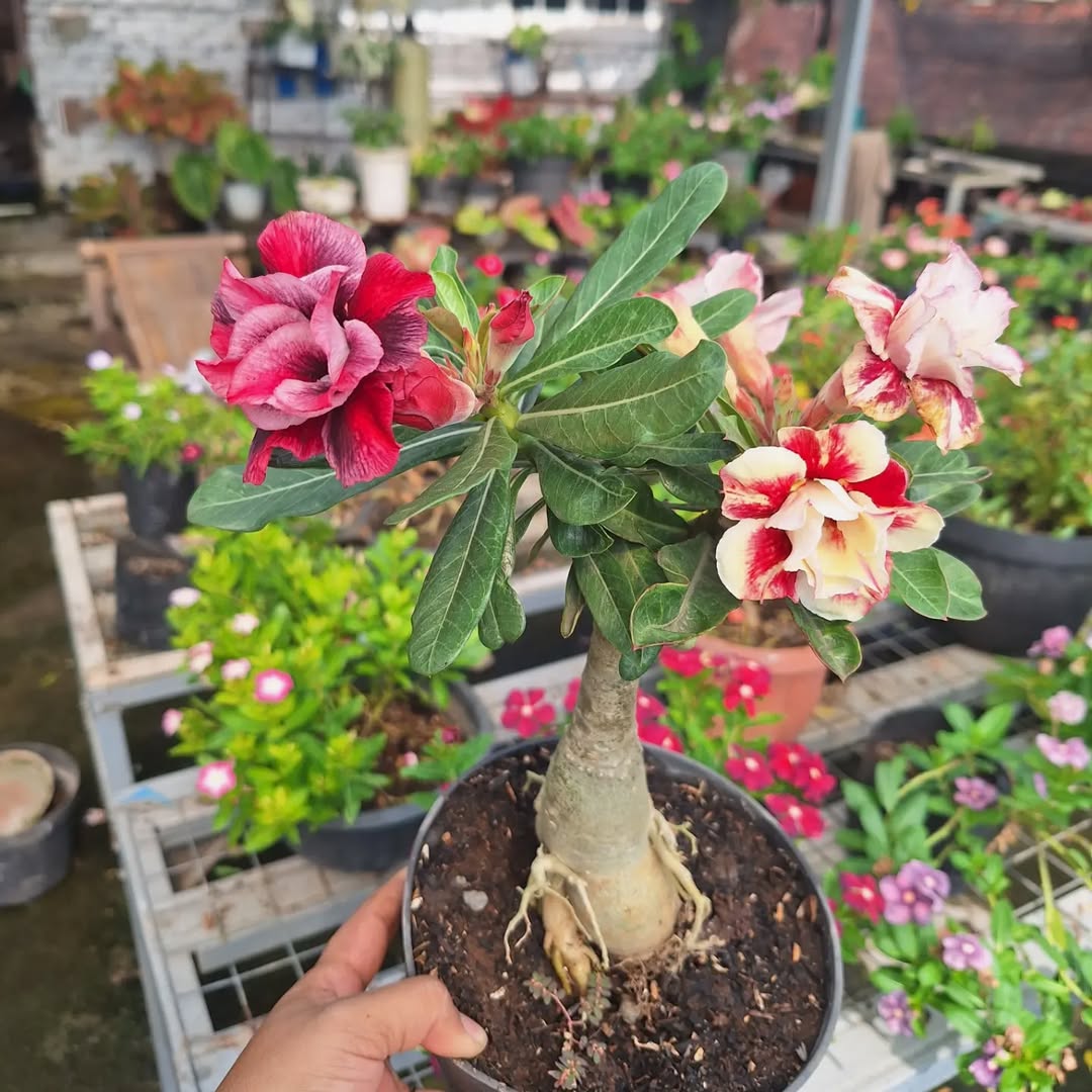 jenis tanaman hias yang tahan cuaca panas