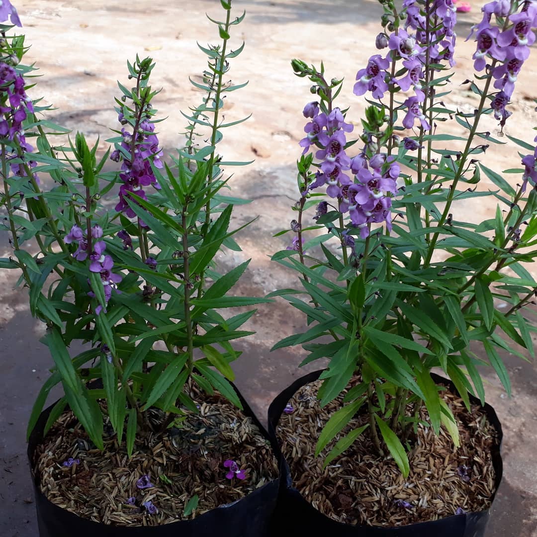 tanaman hias tahan panas terik