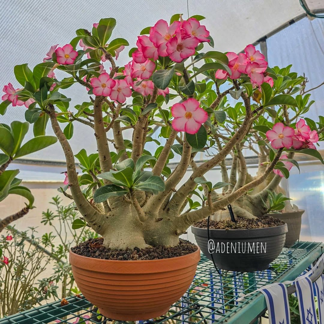 adenium
