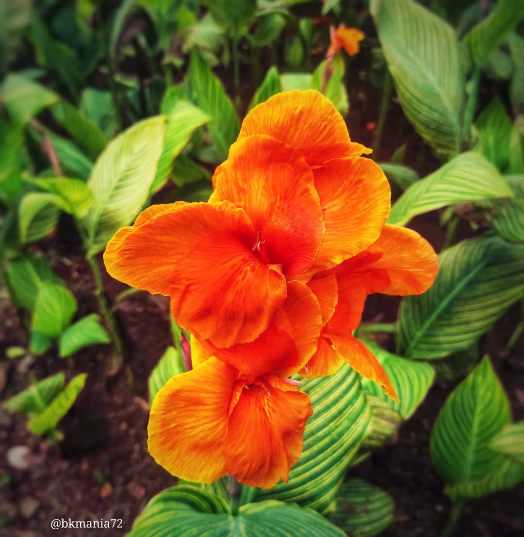 canna lily
