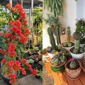 10 Tanaman Hias Tahan Panas, Cantik & Perawatan Mudah