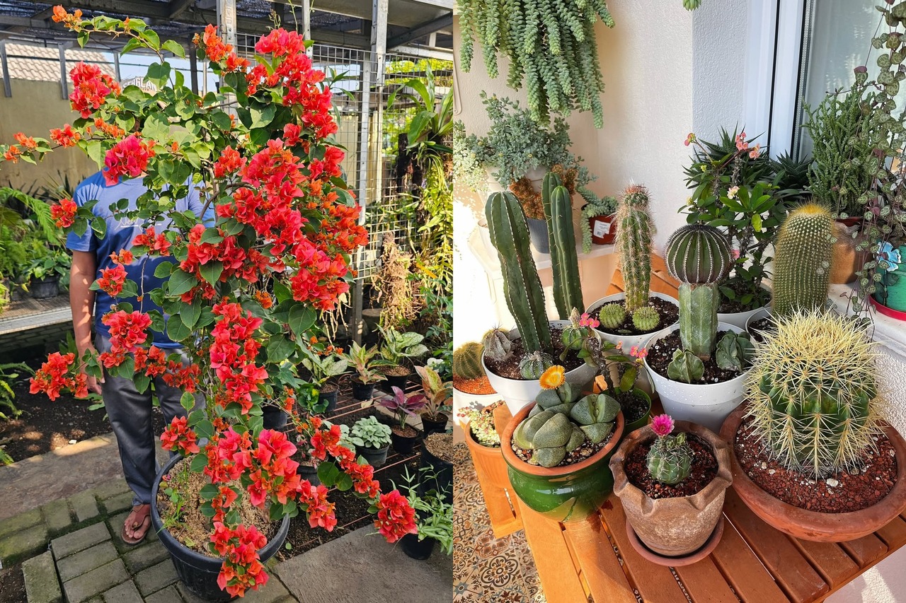 tanaman hias tahan panas